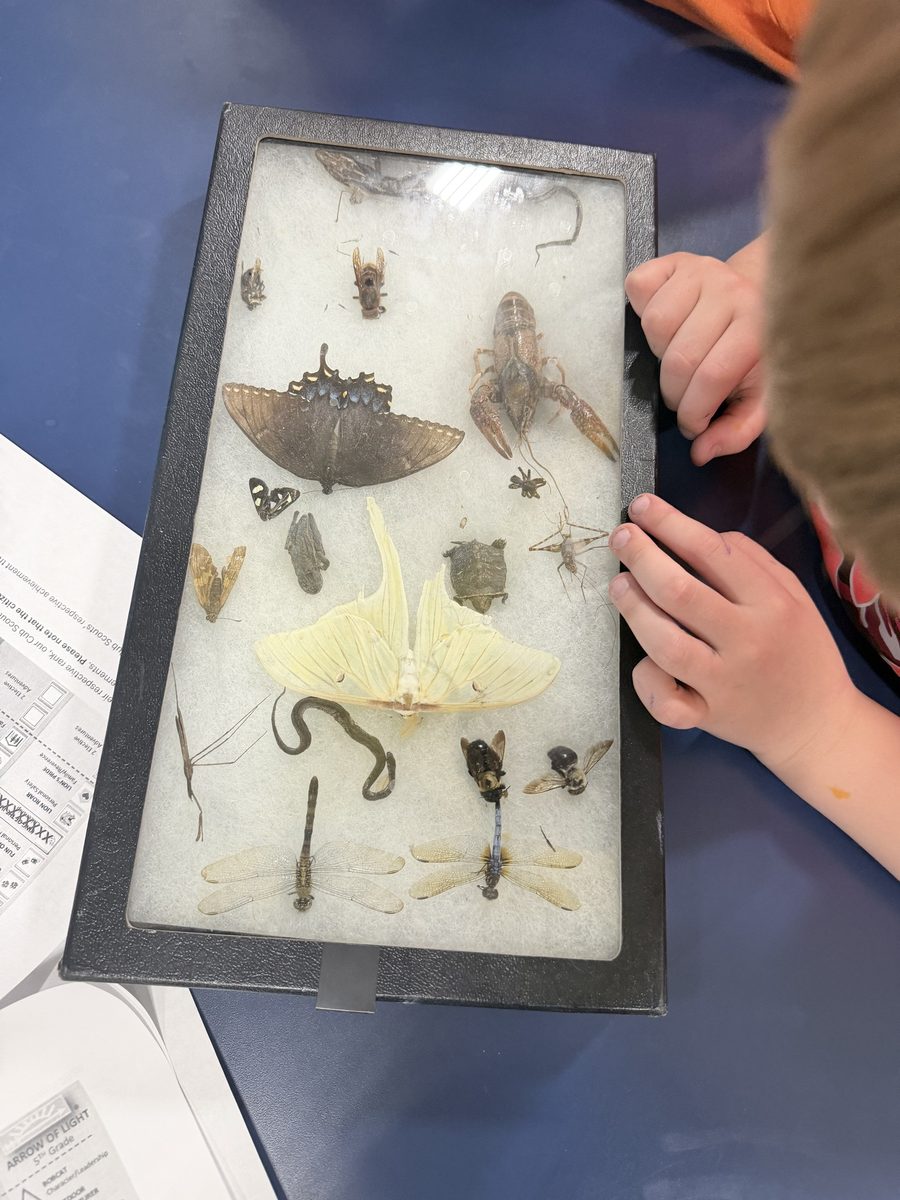 A Cub Scout studies a glass-topped case of preserved specimens, including a pale green luna moth, a dark swallowtail butterfly, dragonflies, a crayfish, and a small turtle.